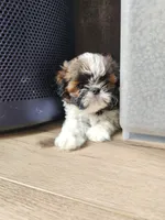 Henry, a male Shih Tzu for sale in Granite Falls, WA – 2 of 7