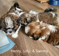 Sammy, a male Shih Tzu for sale in Granite Falls, WA – 3 of 9