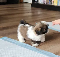 Lilly, a female Shih Tzu for sale in Granite Falls, WA – 7 of 8