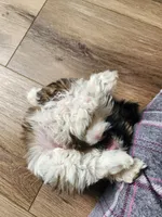 Lilly, a female Shih Tzu for sale in Granite Falls, WA – 5 of 8