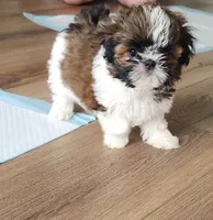 Henry, a male Shih Tzu for sale in Granite Falls, WA – 1 of 7
