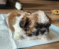 Sammy, a male Shih Tzu for sale in Granite Falls, WA – 8 of 9