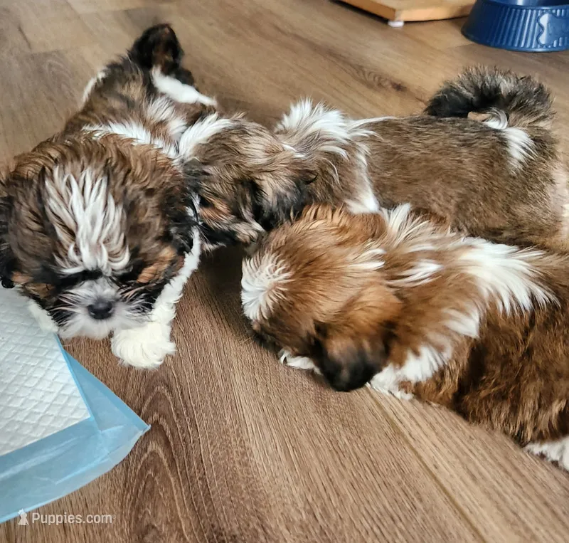 Lilly – Shih Tzu puppy for sale in Granite Falls, WA
