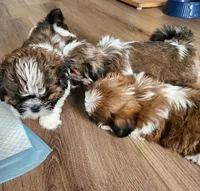Lilly, a female Shih Tzu for sale in Granite Falls, WA – 1 of 8
