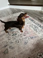 Benito, a male Miniature Dachshund for sale in Charlotte, NC – 4 of 5