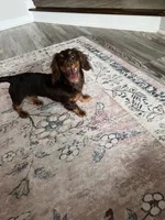 Benito, a male Miniature Dachshund for sale in Charlotte, NC – 1 of 5