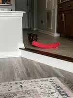 Benito, a male Miniature Dachshund for sale in Charlotte, NC – 3 of 5