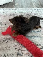 Benito, a male Miniature Dachshund for sale in Charlotte, NC – 5 of 5