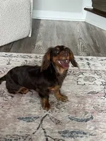 Benito, a male Miniature Dachshund for sale in Charlotte, NC – 2 of 5