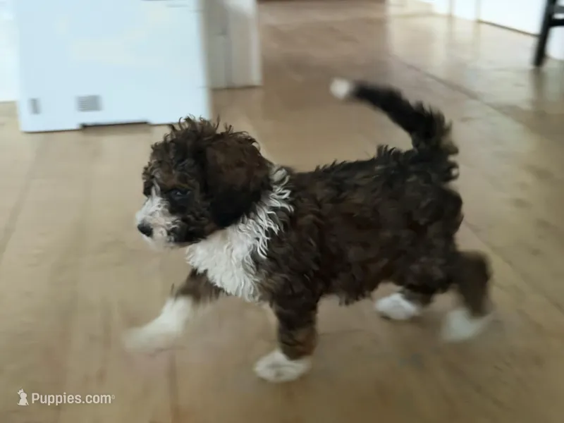 Darla – Bernedoodle puppy for sale in Chilmark, MA
