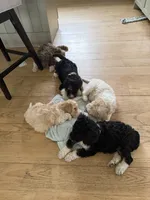 Darla, a female Bernedoodle for sale in Chilmark, MA – Photo 3 of 5
