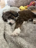 Darla, a female Bernedoodle for sale in Chilmark, MA – Photo 4 of 5