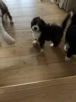 Darla, a female Bernedoodle for sale in Chilmark, MA – Photo 5 of 5