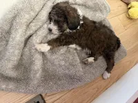 Darla, a female Bernedoodle for sale in Chilmark, MA – Photo 2 of 5