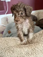 Zuzu, a female Bernedoodle for sale in Chilmark, MA – Photo 3 of 8