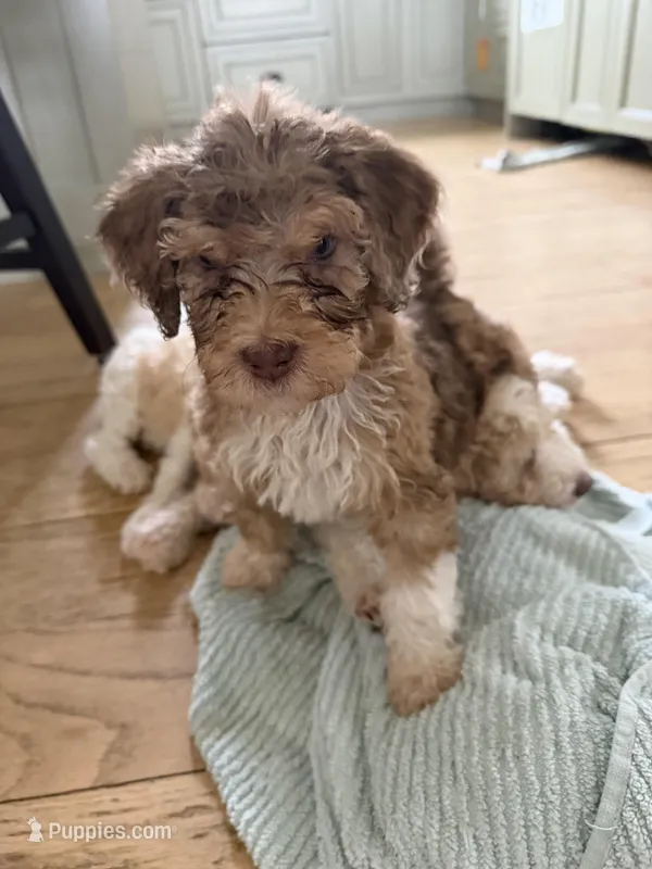 Zuzu – Bernedoodle puppy for sale in Chilmark, MA
