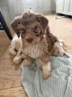 Zuzu, a female Bernedoodle for sale in Chilmark, MA – Photo 7 of 8