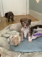 Zuzu, a female Bernedoodle for sale in Chilmark, MA – Photo 4 of 8