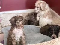 Zuzu, a female Bernedoodle for sale in Chilmark, MA – Photo 2 of 8
