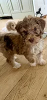 Zuzu, a female Bernedoodle for sale in Chilmark, MA – Photo 8 of 8