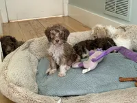Zuzu, a female Bernedoodle for sale in Chilmark, MA – Photo 5 of 8