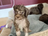 Zuzu, a female Bernedoodle for sale in Chilmark, MA – Photo 1 of 8