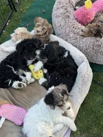 Body, a male Bernedoodle for sale in Chilmark, MA – Photo 6 of 6