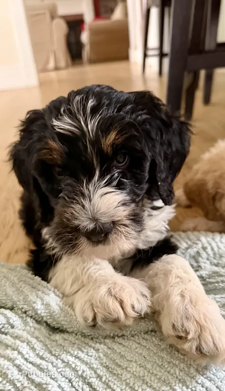 Body – Bernedoodle puppy for sale in Chilmark, MA