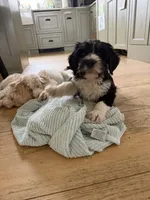 Body, a male Bernedoodle for sale in Chilmark, MA – Photo 4 of 6