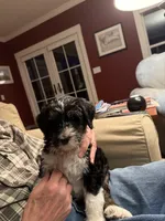 Body, a male Bernedoodle for sale in Chilmark, MA – Photo 3 of 6