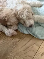 Ricky, a male Bernedoodle for sale in Chilmark, MA – Photo 4 of 5