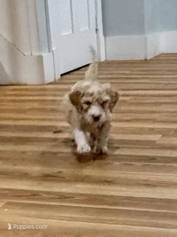 Ricky – Bernedoodle puppy for sale in Chilmark, MA