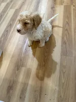 Ricky, a male Bernedoodle for sale in Chilmark, MA – Photo 2 of 5