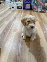Ricky, a male Bernedoodle for sale in Chilmark, MA – Photo 5 of 5