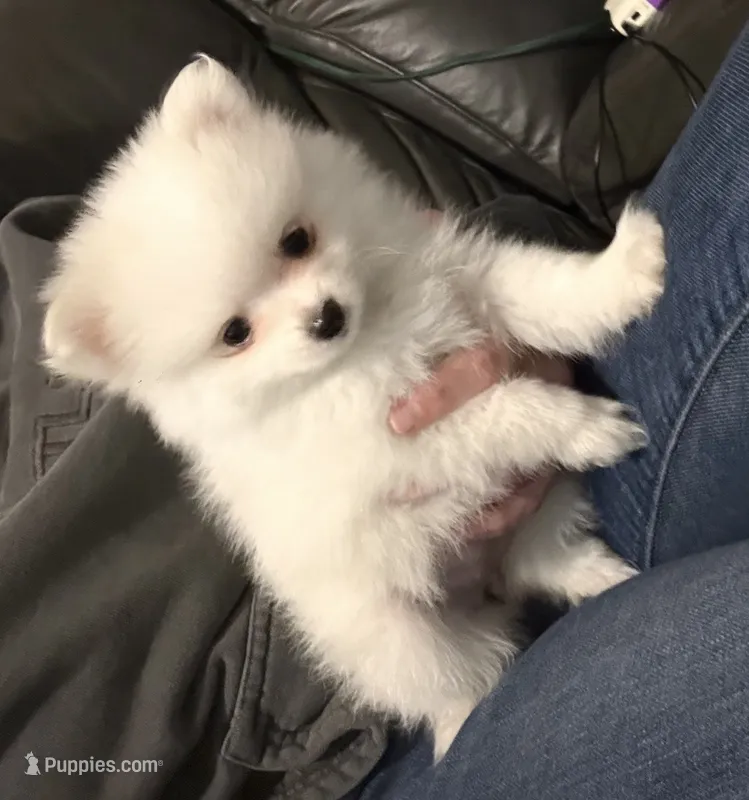 Pinky – Pomeranian puppy for sale in Seekonk, MA
