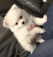 Pinky, a female Pomeranian for sale in Seekonk, MA – 1 of 2