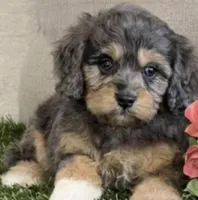 Daks Girl, a female Cavapoo for sale in Seekonk, MA – Photo 6 of 9