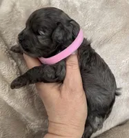 Daks Girl, a female Cavapoo for sale in Seekonk, MA – Photo 4 of 10