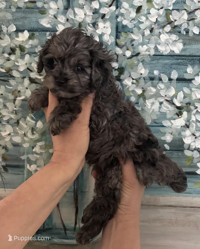 Daks Girl – Cavapoo puppy for sale in Seekonk, MA