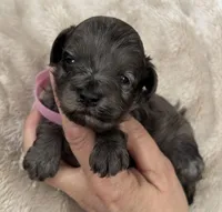 Daks Girl, a female Cavapoo for sale in Seekonk, MA – Photo 1 of 10