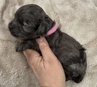 Daks Girl, a female Cavapoo for sale in Seekonk, MA – Photo 5 of 10