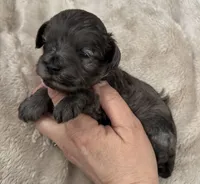 Daks Girl, a female Cavapoo for sale in Seekonk, MA – Photo 2 of 10