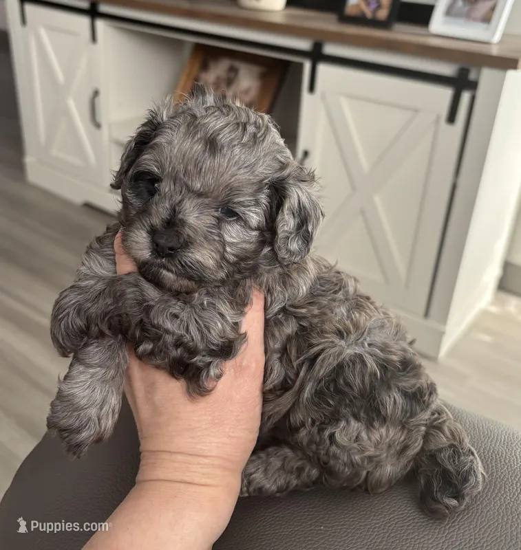 Daks Girl – Cavapoo puppy for sale in Seekonk, MA