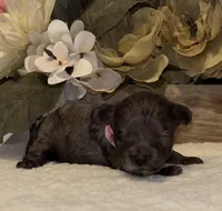 Daks Girl, a female Cavapoo for sale in Seekonk, MA – Photo 2 of 9