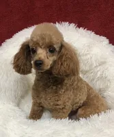 Daks Girl, a female Cavapoo for sale in Seekonk, MA – Photo 5 of 9