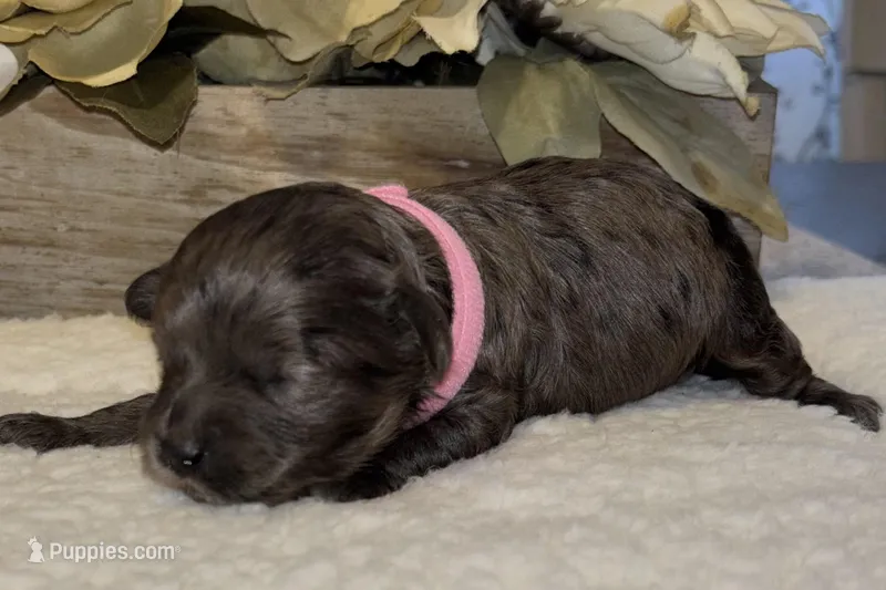 Daks Girl – Cavapoo puppy for sale in Seekonk, MA