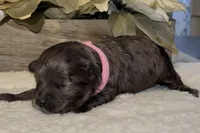 Daks Girl, a female Cavapoo for sale in Seekonk, MA – Photo 1 of 9