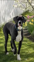Pasquale, a male Great Dane for sale in Seekonk, MA – 1 of 7