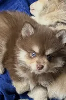 Hershey, a male Pomsky for sale in Seekonk, MA – 6 of 10