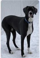 Pasquale, a male Great Dane for sale in Seekonk, MA – Photo 3 of 6